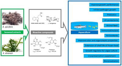 Valorization of the chemical diversity of the tropical red seaweeds Acanthophora and Kappaphycus and their applications in aquaculture: A review